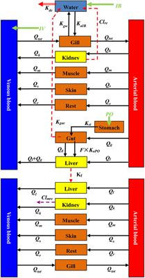 Development and Application of a Water Temperature Related Physiologically Based Pharmacokinetic Model for Enrofloxacin and Its Metabolite Ciprofloxacin in Rainbow Trout